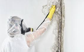 Mold Removal Services